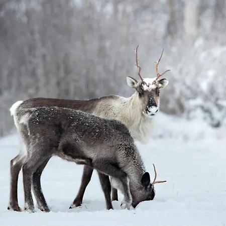 公寓 Raanu 45 Minutes From Rovaniemi Center *