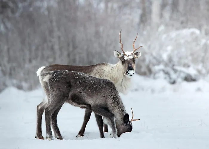 Lägenhet Raanu 45 Minutes From Rovaniemi Center *